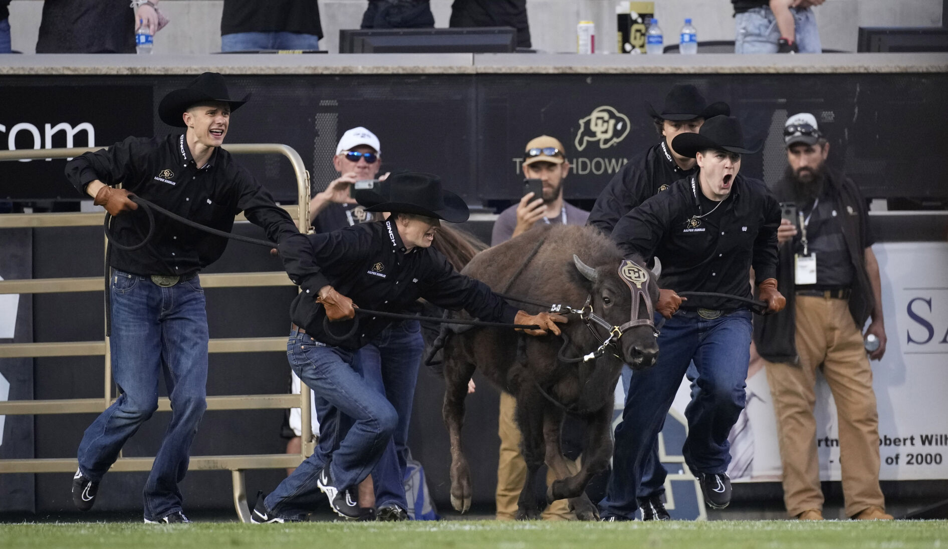 Handlers lead Colorado mascot Ralphie VI out of her pen for the traditional run before an NCAA college football game against Northern Colorado, Friday, Sept. 3, 2021, in Boulder, Colo. The run was the first for Ralphie VI, who was making her first appearance at a game. (AP Photo/David Zalubowski) (David Zalubowski)