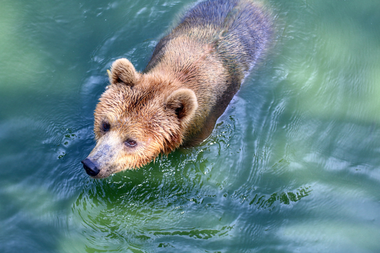 [VIDEO] Elk calf attempts to escape wolf and grizzly in wild Canadian chase