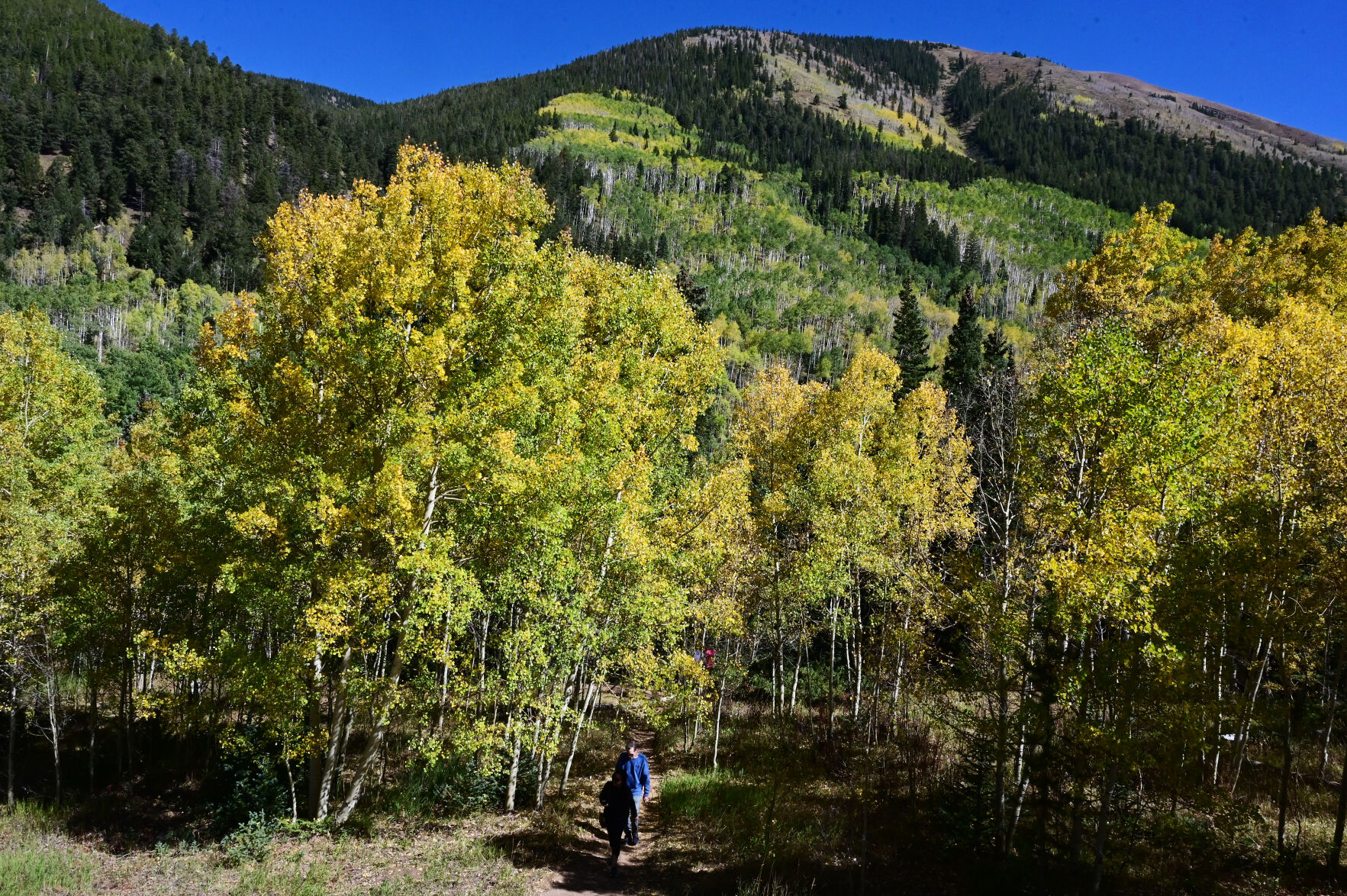 Visitors to Ashcroft, Colorado, walk through a patch of aspens in Ashcroft, Colorado, on Wednesday, Sept. 22, 2021. In 1883, Ashcroft, Colorado was a town with a population of perhaps 2,000 with two newspapers, a school, sawmills, a small smelter, and 20 saloons—bigger than Aspen at the time. Ashcroft is 11 miles south of Aspen on Castle Creek Rd. (Photo by Jerilee Bennett, The Gazette) (Jerilee Bennett)
