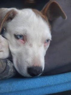 Marine vet shot, puppy stolen near Montbello, Green Valley Ranch border