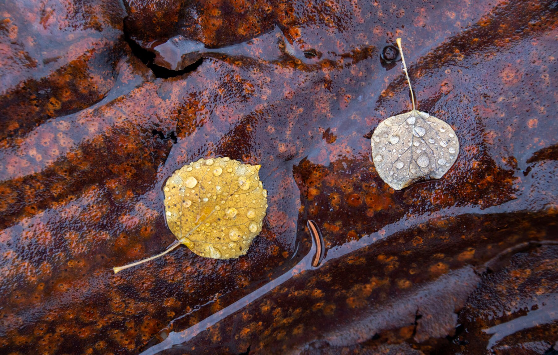 The rain soaks fallen aspen leaves Tuesday, Sept. 28, 2021, as they lie on a rusted piece of metal roof from the Bonanza Empire Chief Mill on Engineer Pass outside Lake City, Colo. An avalanche destroyed the historic structure in 2008. (The Gazette, Christian Murdock) (Christian Murdock/The Gazette)