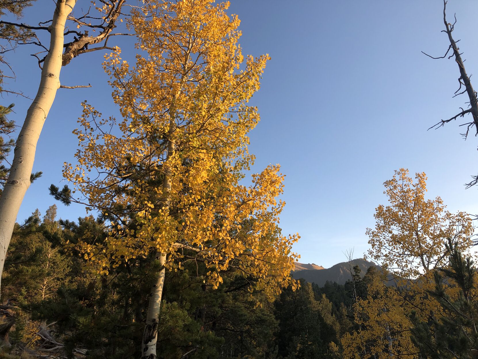 Aspens turning near North Catamount Reservoir. Photo by Nathan Van Dyne, The Gazette (Nathan Van Dyne, The Gazette)
