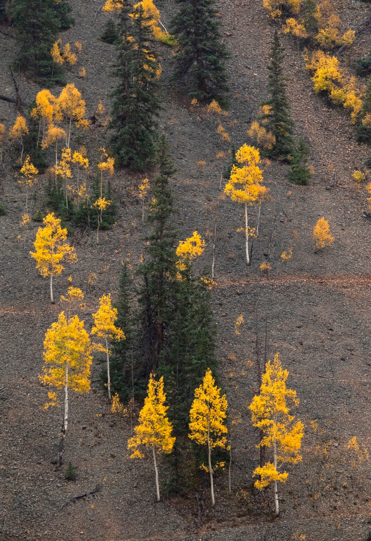 Aspens turn golden along Engineer Pass in the San Juan Mountains Tuesday, Sept. 29, 2021, in southwestern Colorado. (The Gazette, Christian Murdock) (Christian Murdock/The Gazette)