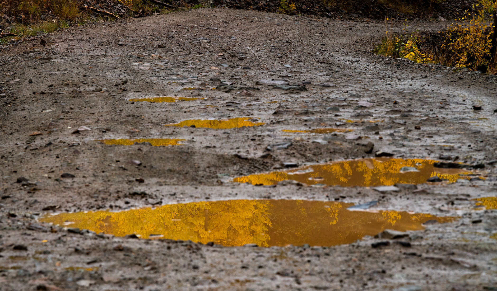 Mud puddles on Engineer Pass reflect the changing aspens on a raining day Tuesday, Sept. 28, 2021. (The Gazette, Christian Murdock) (Christian Murdock/The Gazette)