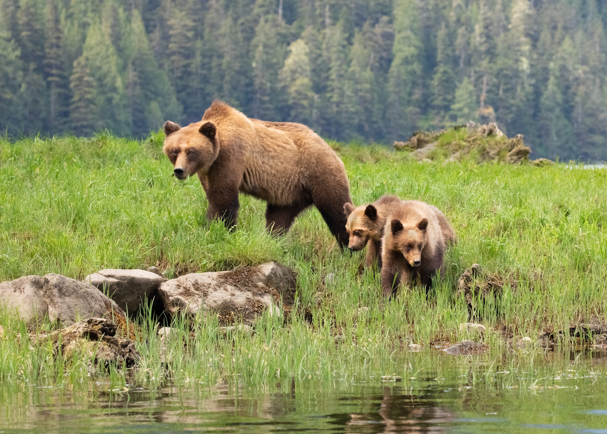 [WATCH] Video shows Yellowstone grizzly bear cub chewing on face mask