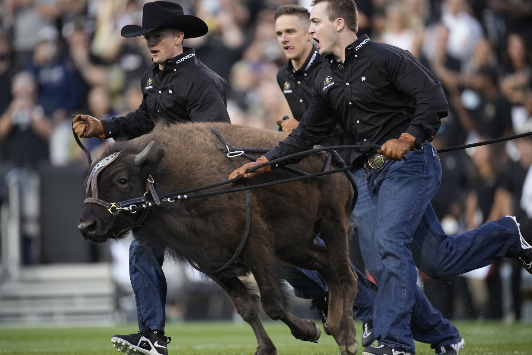Handlers guide Colorado mascot Ralphie VI on first ceremonial run in the first half of an NCAA college football game Friday, Sept. 3, 2021, in Boulder, Colo. (AP Photo/David Zalubowski) (David Zalubowski)
