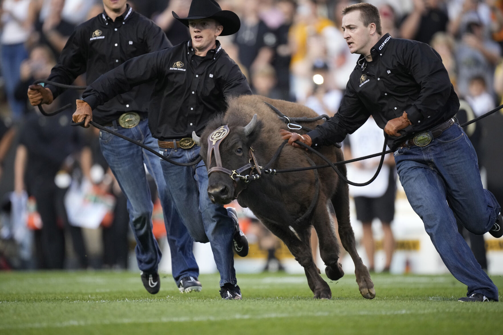 Handlers guide Colorado mascot Ralphie VI on first ceremonial run in the first half of an NCAA college football game Friday, Sept. 3, 2021, in Boulder, Colo. (AP Photo/David Zalubowski) (David Zalubowski)