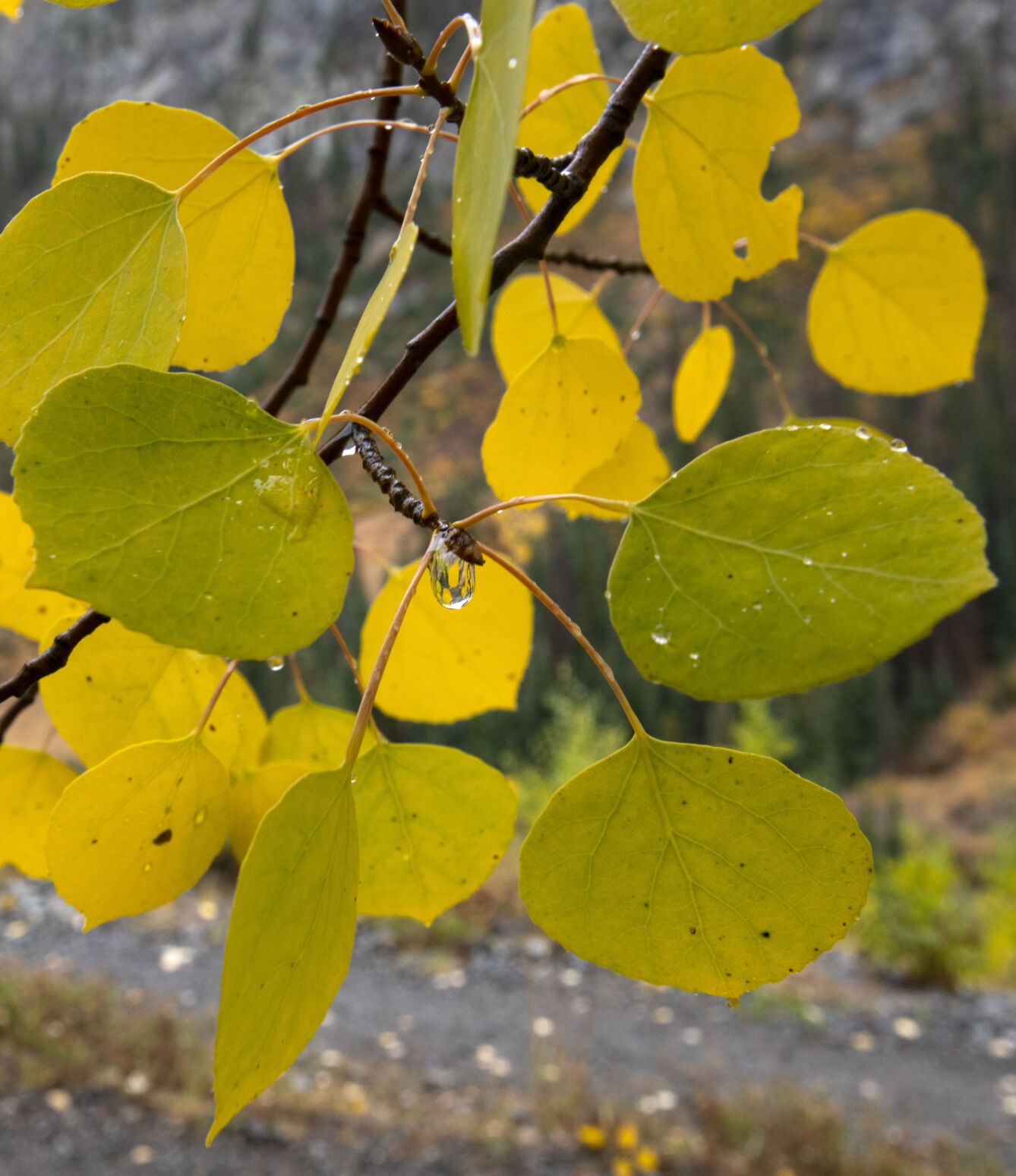 Rain drips from the turning aspen leaves on Engineer Pass outside Lake City, Colo., Tuesday, Sept. 28, 2021. (The Gazette, Christian Murdock) (Christian Murdock/The Gazette)