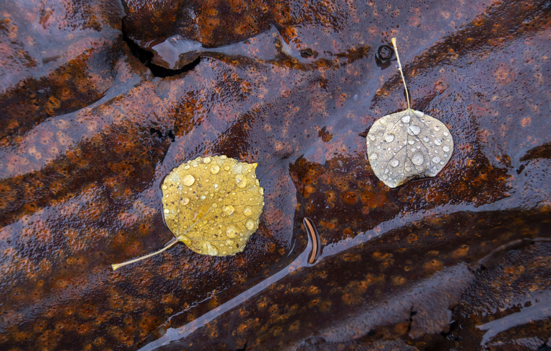 The rain soaks fallen aspen leaves Tuesday, Sept. 28, 2021, as they lie on a rusted piece of metal roof from the Bonanza Empire Chief Mill on Engineer Pass outside Lake City, Colo. An avalanche destroyed the historic structure in 2008. (The Gazette, Christian Murdock) (Christian Murdock/The Gazette)
