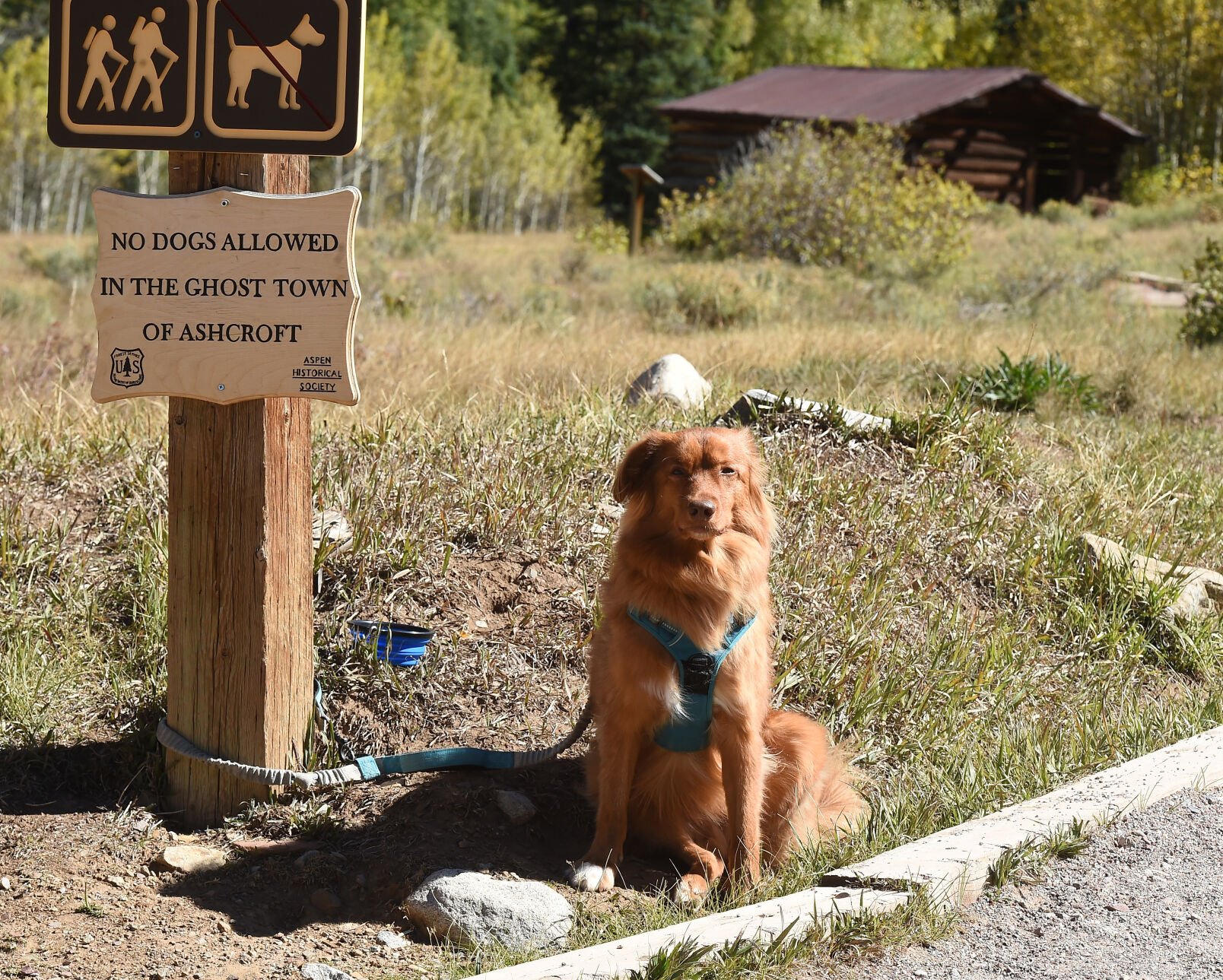 This guy had to wait outside the ghost town, because dogs aren’t allowed in the ghost town of Ashcroft. (Photo by Jerilee Bennett, The Gazette) (Jerilee Bennett)