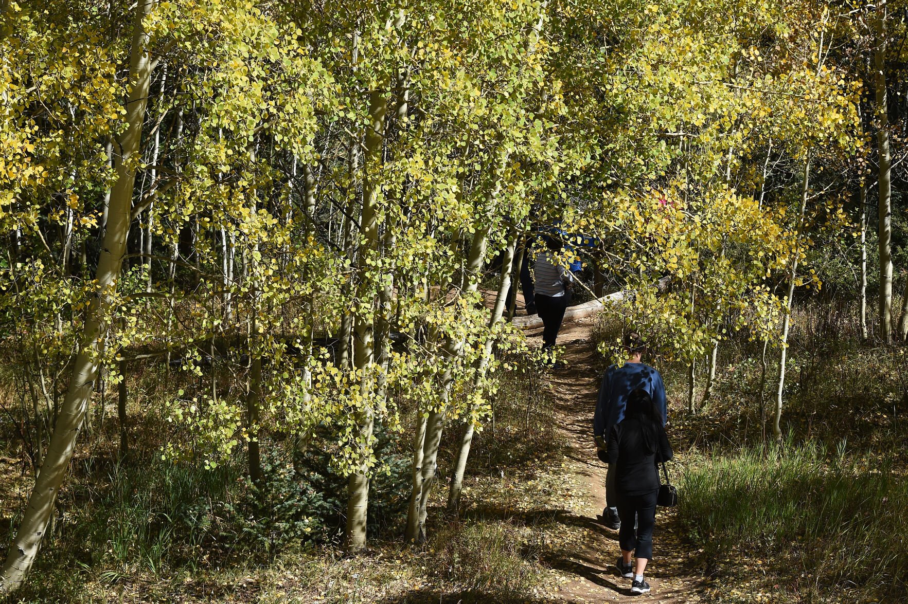 Visitors to Ashcroft, Colorado, walk through a patch of aspens in Ashcroft, Colorado, on Wednesday, Sept. 22, 2021. In 1883, Ashcroft, Colorado was a town with a population of perhaps 2,000 with two newspapers, a school, sawmills, a small smelter, and 20 saloons—bigger than Aspen at the time. Ashcroft is 11 miles south of Aspen on Castle Creek Rd. (Photo by Jerilee Bennett, The Gazette) (Jerilee Bennett)