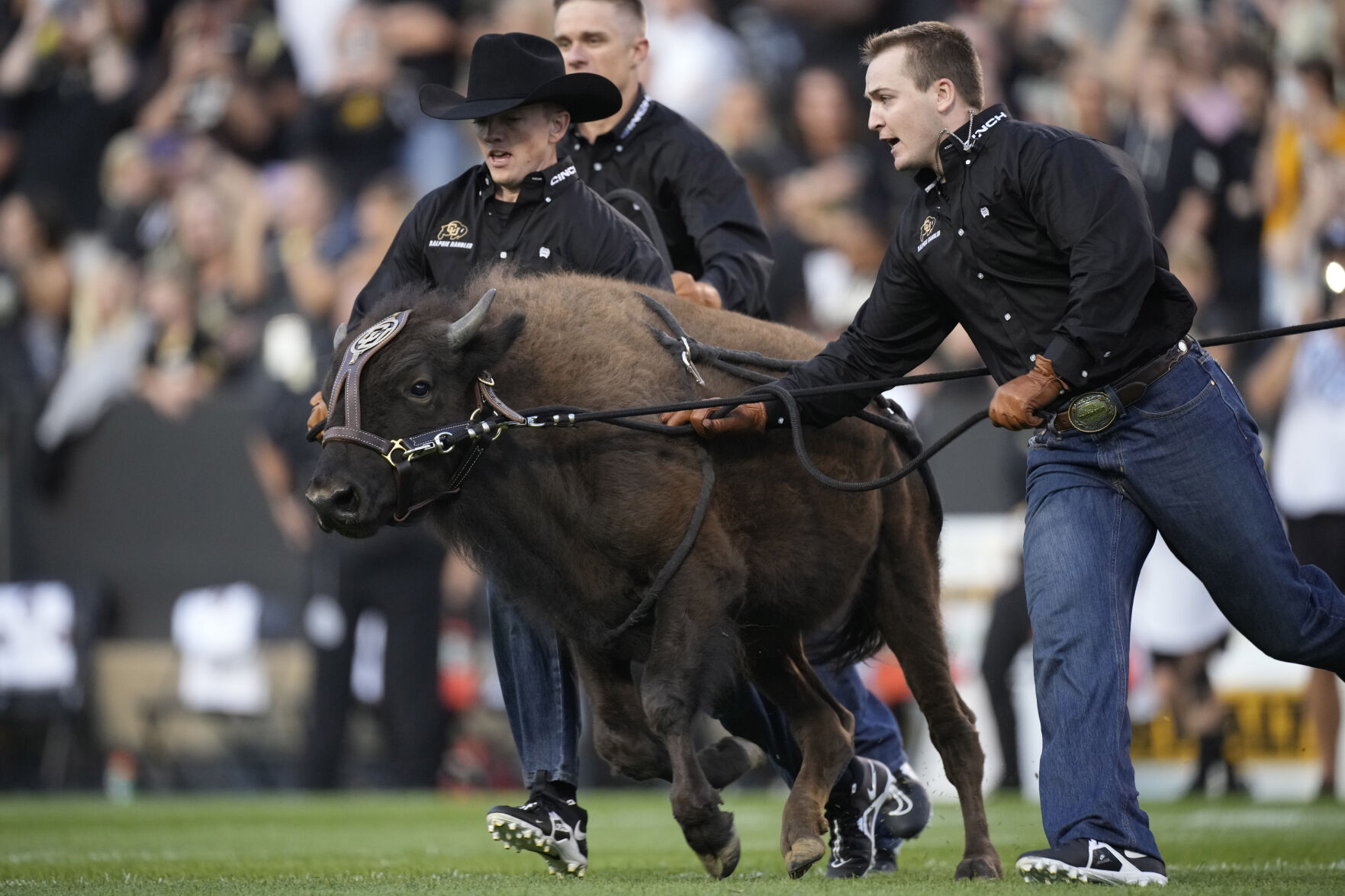 Handlers guide Colorado mascot Ralphie VI in the animal's traditional run before an NCAA college football game against Northern Colorado, Friday, Sept. 3, 2021, in Boulder, Colo. The run was the first for Ralphie VI. (AP Photo/David Zalubowski) (David Zalubowski)