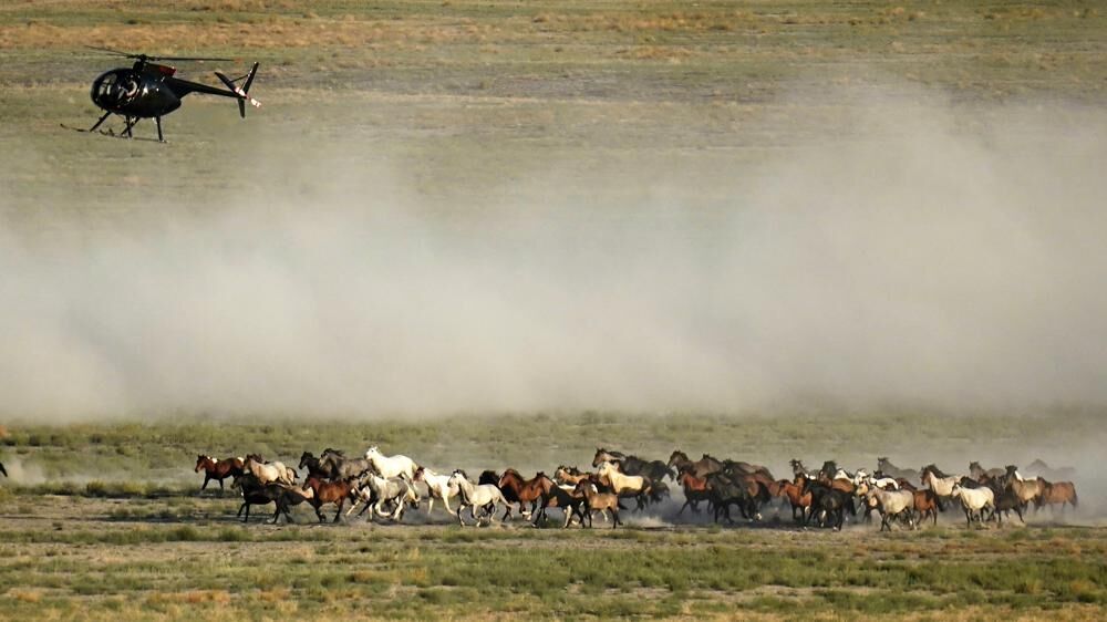 Controversial wild horse capture in Colorado to proceed despite slaughter concerns