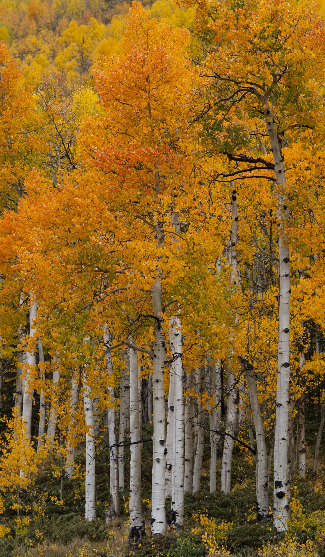 Aspens turn to gold along Engineer Pass in the San Juan Mountains Tuesday, Sept. 29, 2021, in southwestern Colorado. (The Gazette, Christian Murdock) (Christian Murdock/The Gazette)