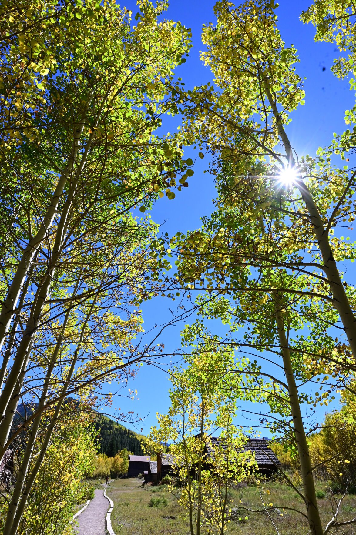 Visitors to Ashcroft, Colorado, walk through a patch of aspens in Ashcroft, Colorado, on Wednesday, Sept. 22, 2021. In 1883, Ashcroft, Colorado was a town with a population of perhaps 2,000 with two newspapers, a school, sawmills, a small smelter, and 20 saloons—bigger than Aspen at the time. Ashcroft is 11 miles south of Aspen on Castle Creek Rd. (Photo by Jerilee Bennett, The Gazette) (Jerilee Bennett)