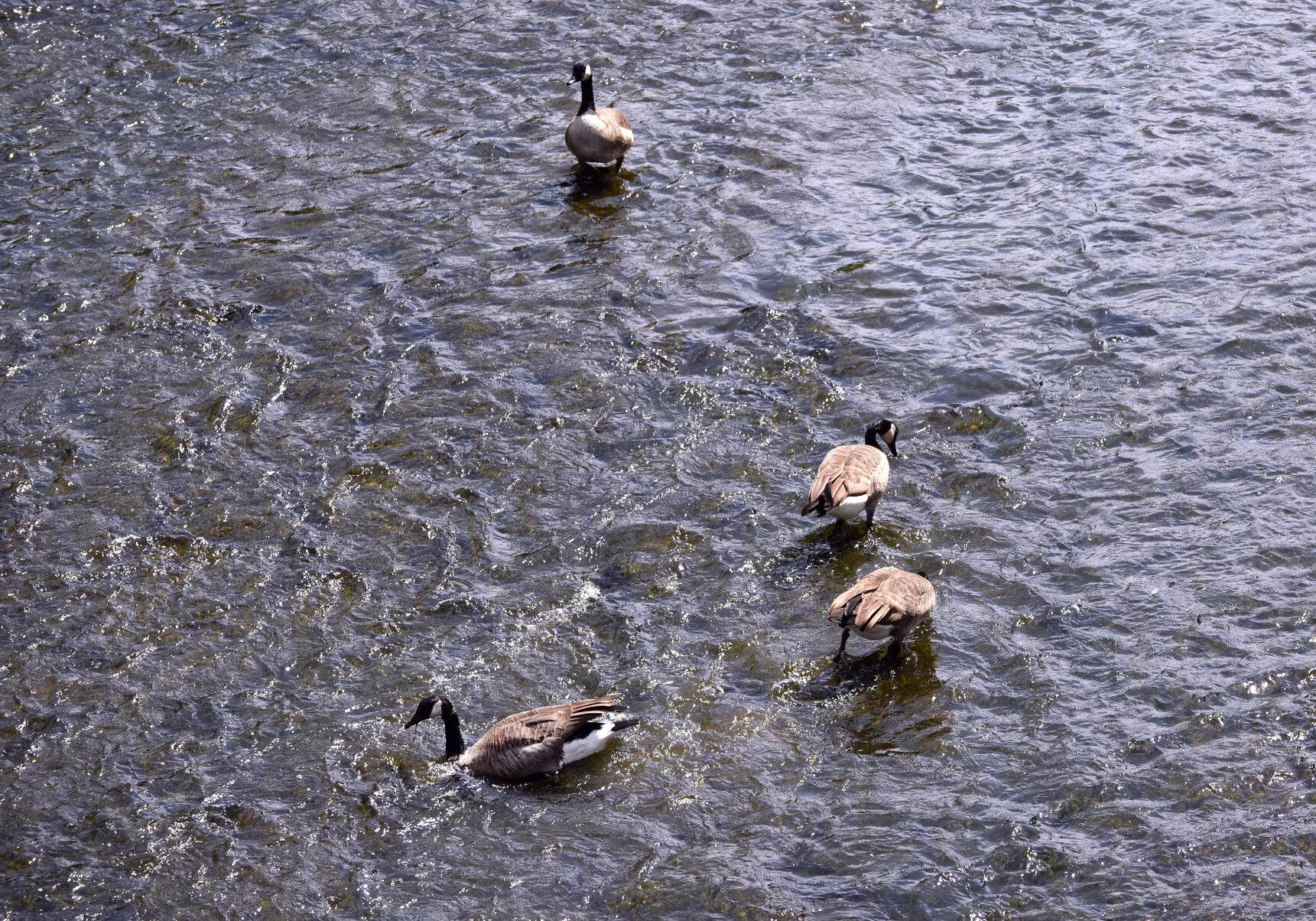 Kathryn Scott Geese wade in the waters of the South Platte River at Grant-Frontier Park. (Kathryn Scott)