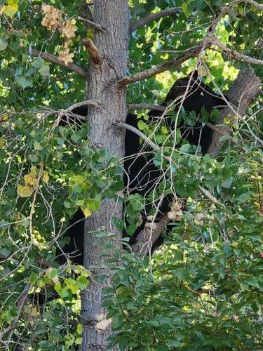 Castle Rock: Authorities work to capture bear that wandered into neighborhood