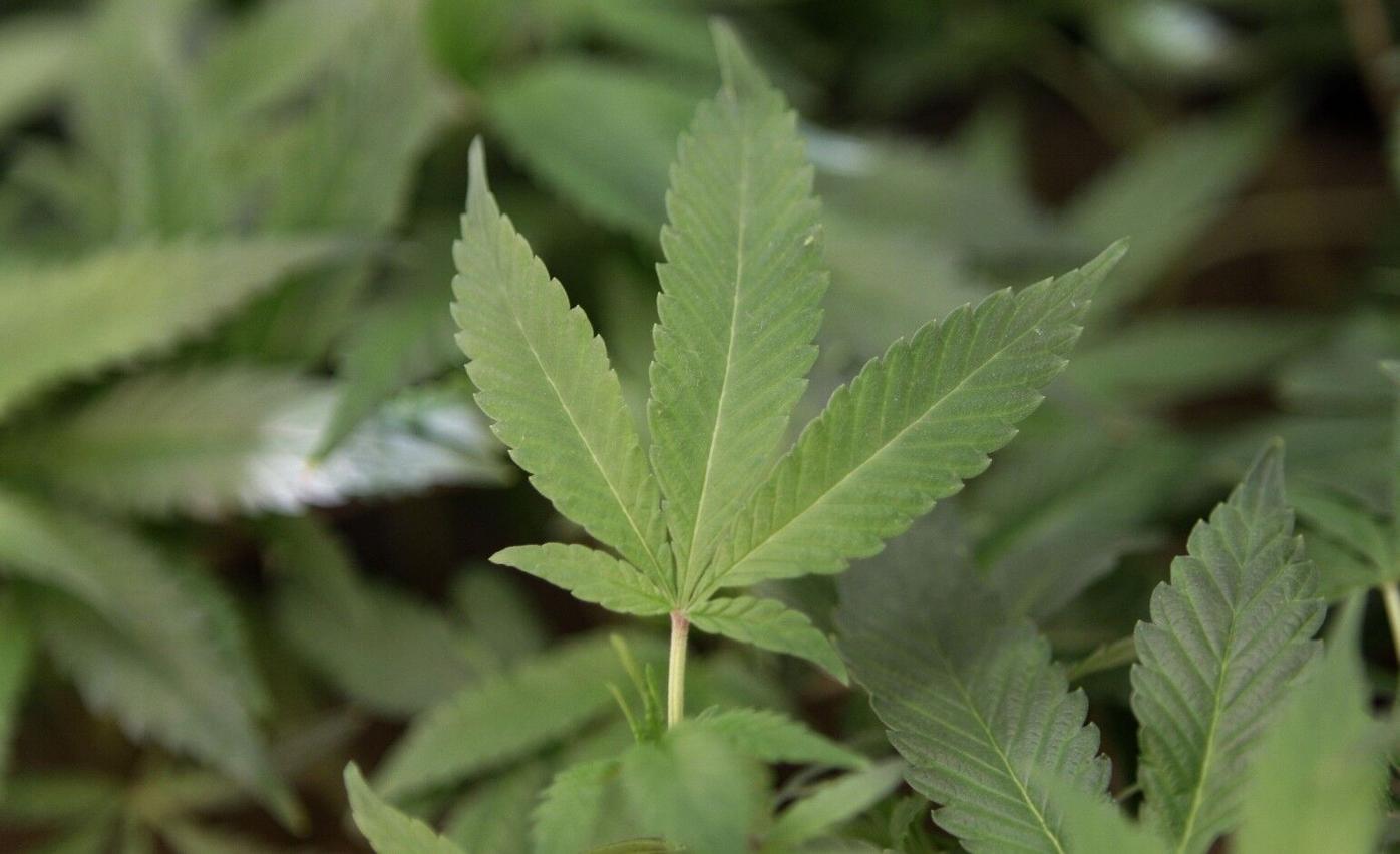 Senate proposal shields medical cannabis users from Pennsylvania DUI penalties