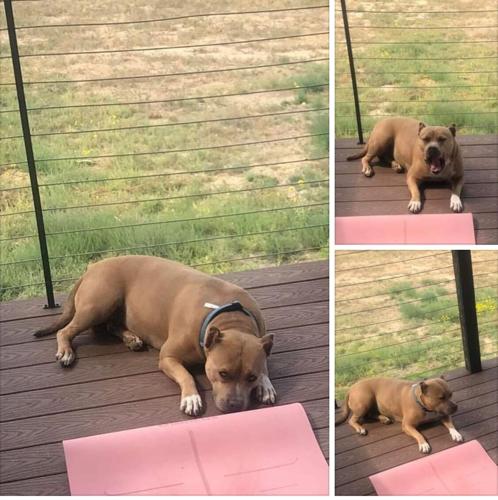 Weld County authorities searching for stolen pit bull