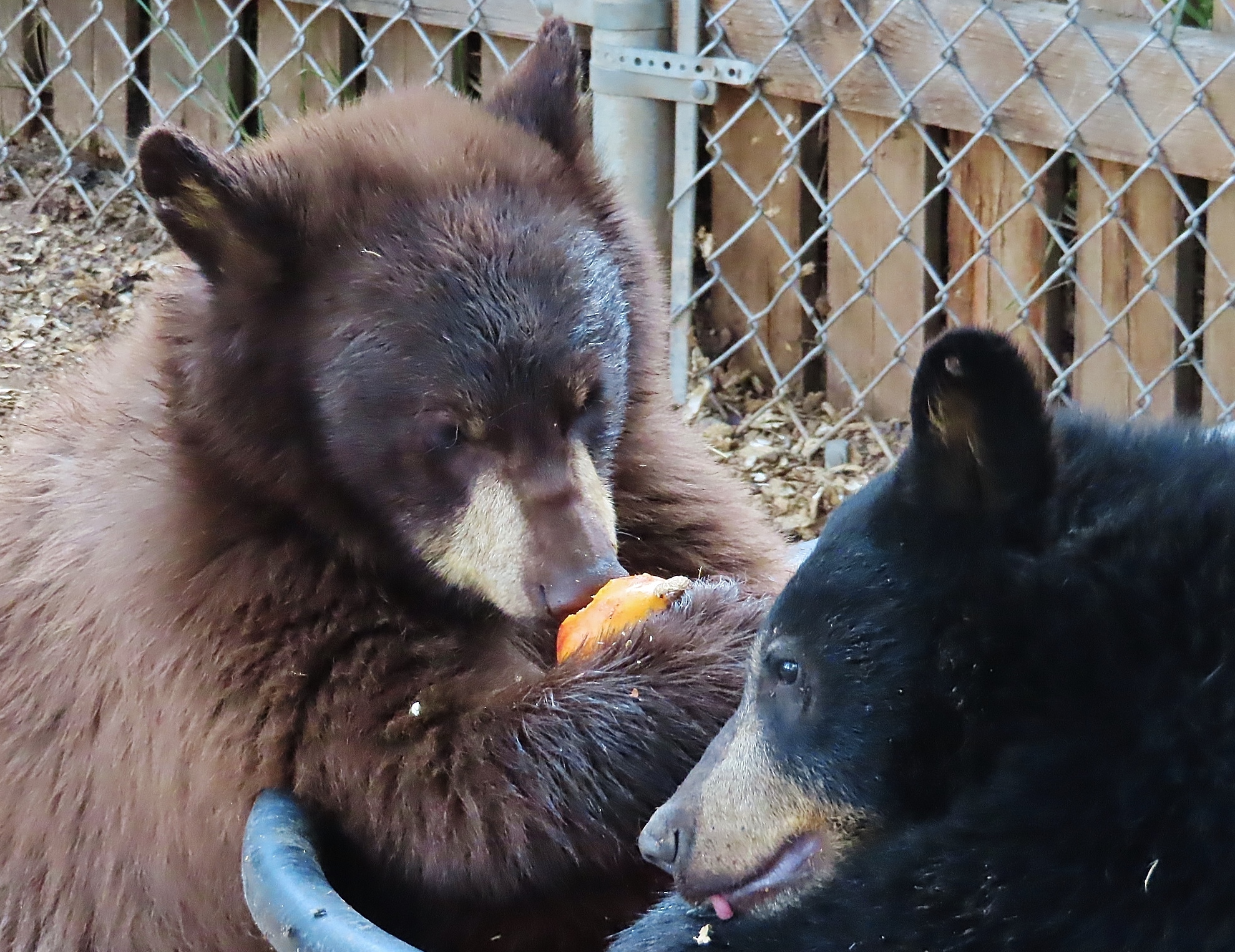 Person wanted for illegally killing bear in Woodland Park, orphaning 2 cubs