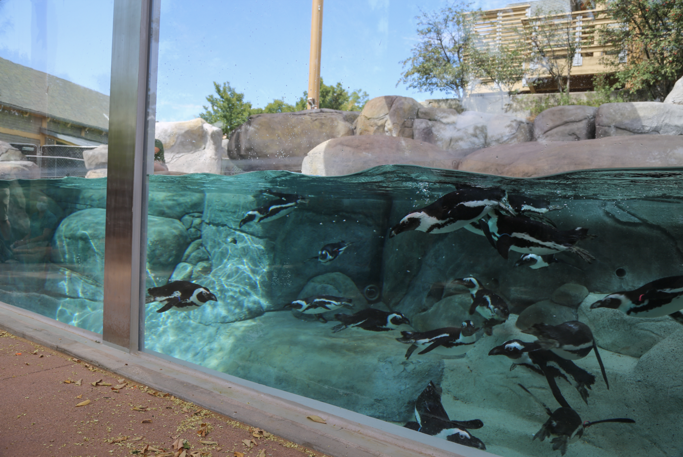 Denver Zoo to open new penguin habitat