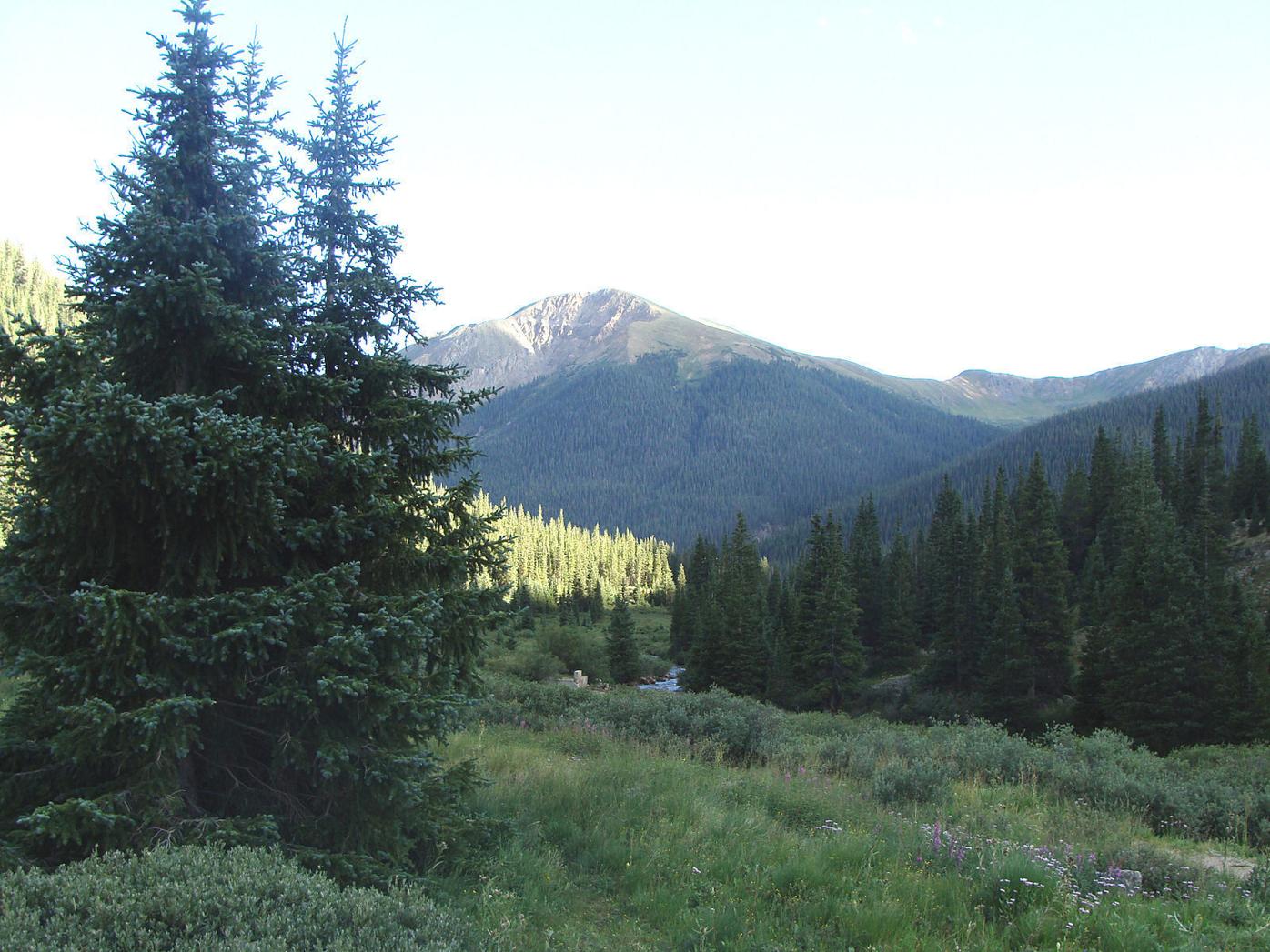 Polis names members to the Colorado Forest Health Council