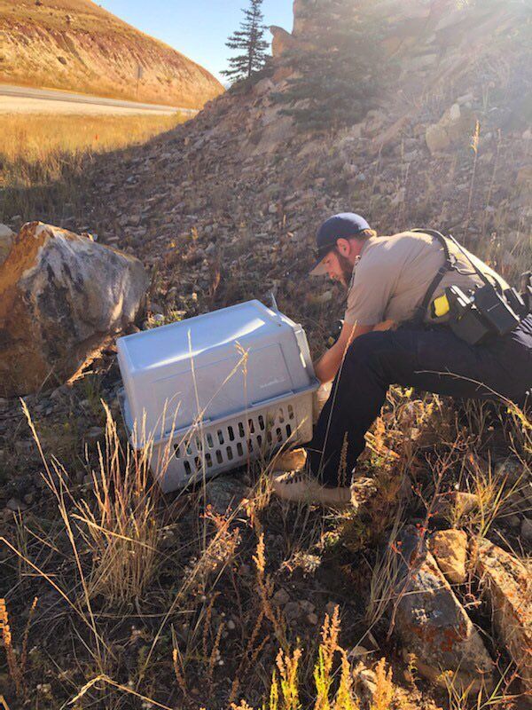 A red-tailed hawk was stuck by a Toyota truck on Highway 24 near Hartsel, Colorado on Saturday, according to Colorado Parks and Wildlife.Photo courtesy: CPW NE Region (Courtesy CPW NE Region)