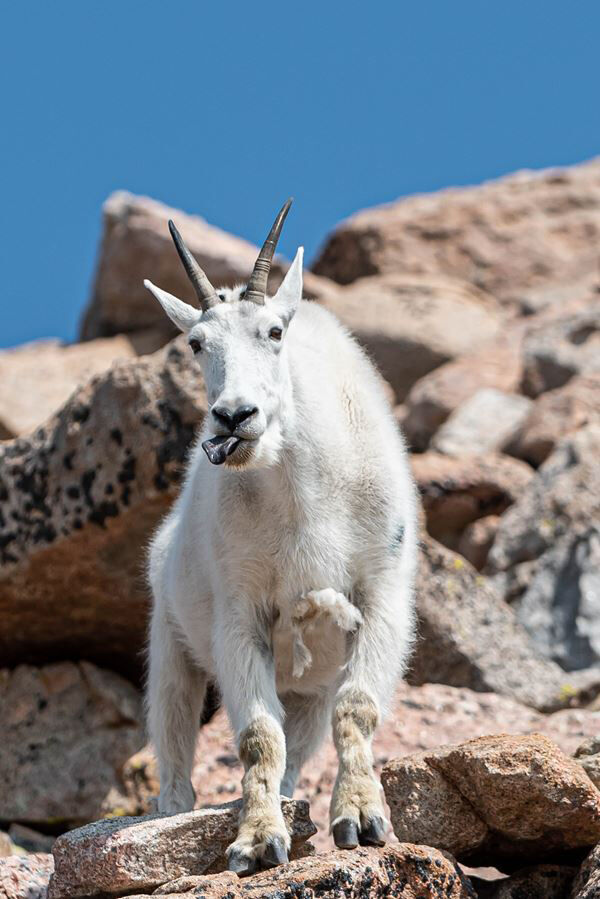 2021 Quintessential Colorado photo contest winner, “Rocky Mountain Goat, Mt. Evans, Sun’s Out, Tongue’s Out” (JoEllen Stewart)