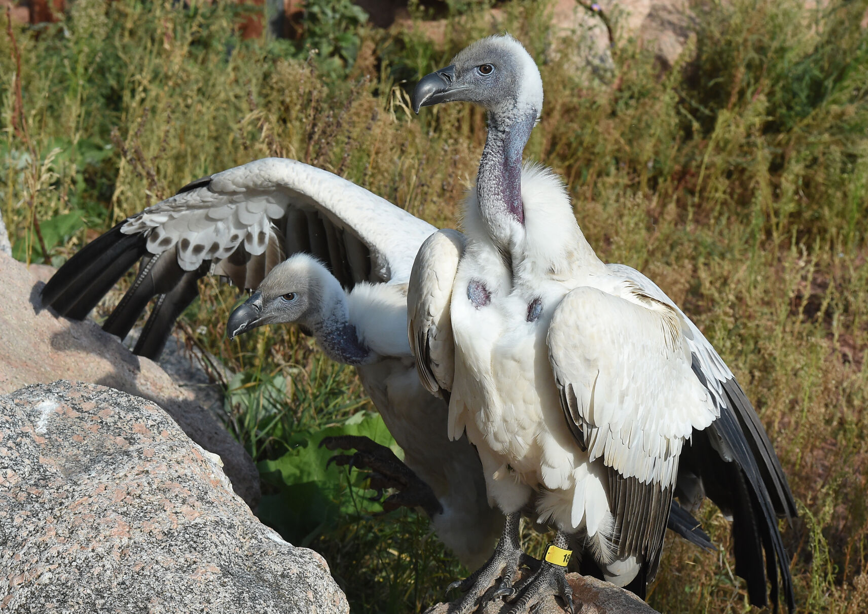 Two of Cheyenne Mountain’s three vultures hop onto a rock at the African Rift Valley exhibit. (Jerilee Bennett)