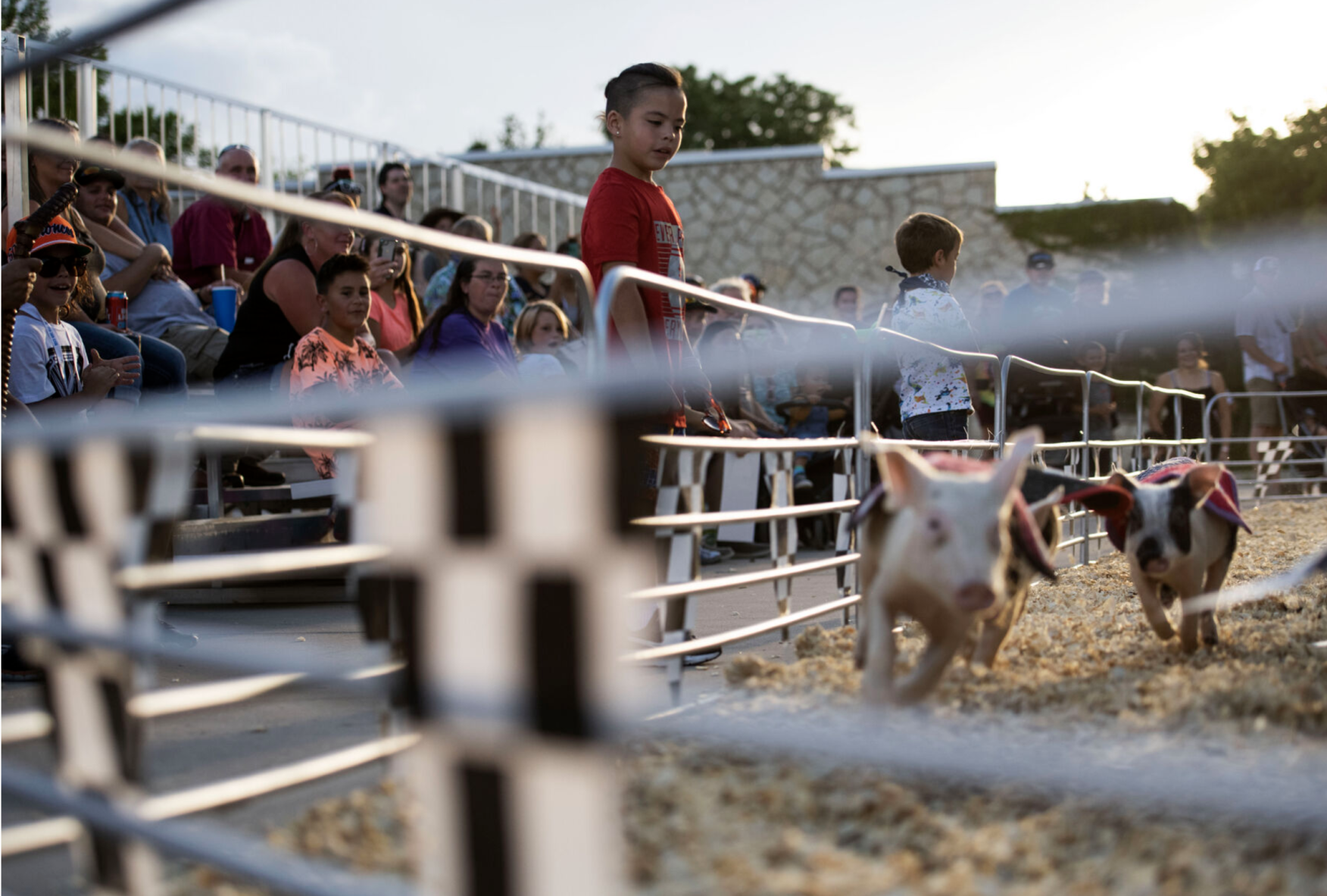 A crowd watches the Swifty Swine Racing Pigs during the Colorado State Fair on Friday, Aug. 27, 2021 as the 149th edition kicked off its annual 11-day run in Pueblo. (JoeyBunchjoey.bunch@coloradopolitics.comhttps://secure.gravatar.com/avatar/66505e98f9e3fed10e6a3b9a1fc4ca22?d=mm&r=g)