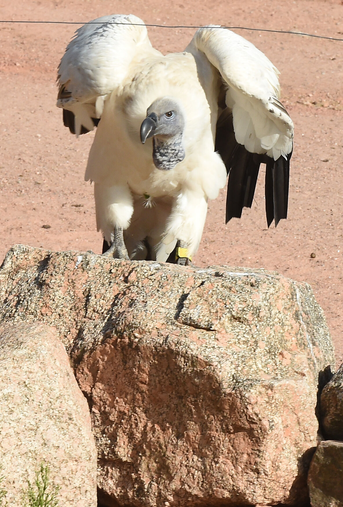 One of the vultures hops onto a rock at the African Rift Valley exhibit at the Cheyenne Mountain Zoo on Wednesday, Sept. 2, 2021. (Photo by Jerilee Bennett, The Gazette) (Jerilee Bennett)