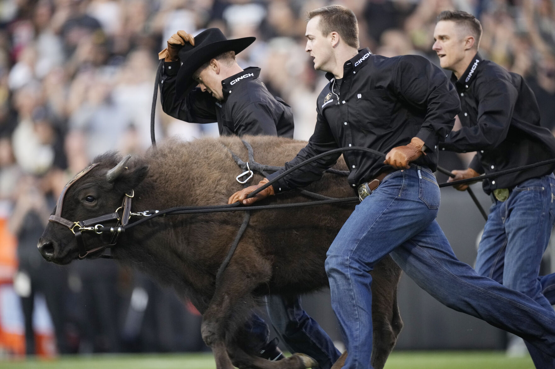 Handlers guide Colorado mascot Ralphie VI on her first ceremonial run in the first half of an NCAA college football game this month 2021, in Boulder, Colo. (the associated press)