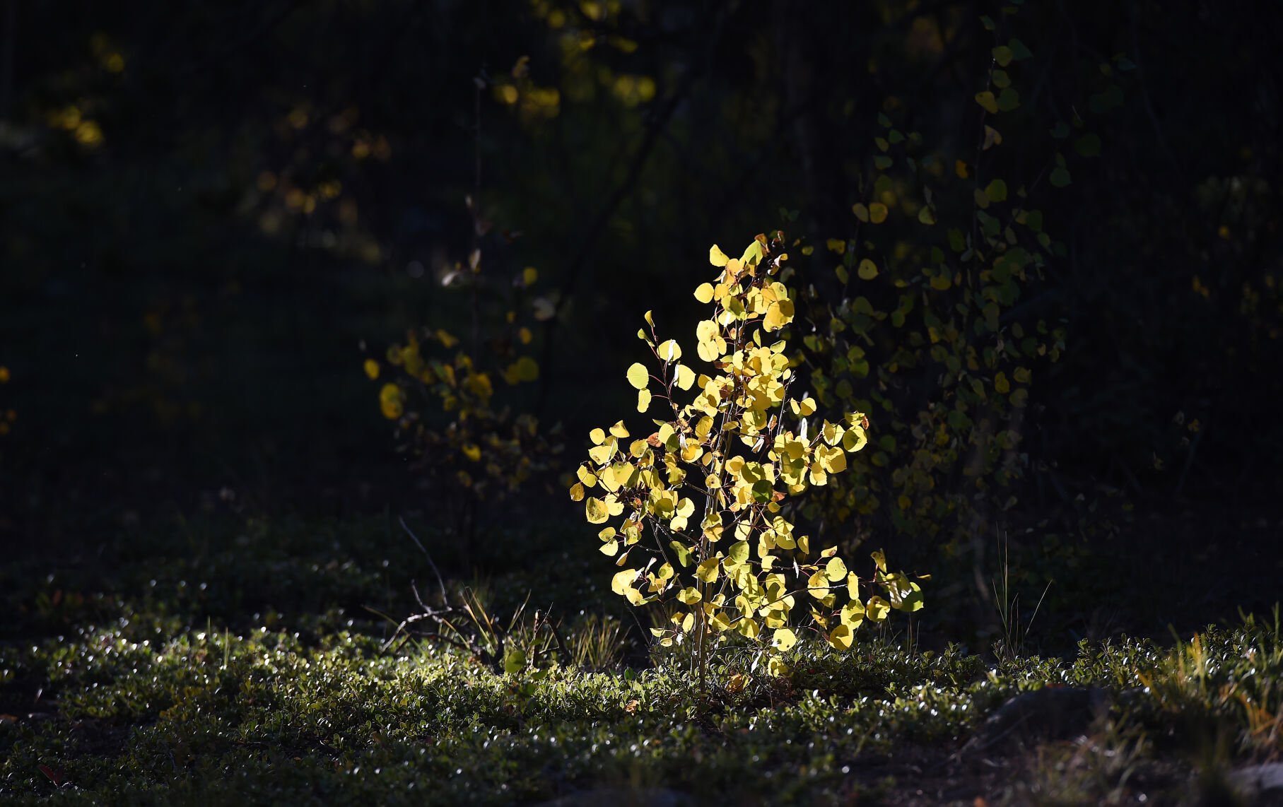 A baby Aspen tree is lit by a shaft of sunlight near the ghost town of Vicksburg, Colorado on Wednesday, Sept. 22, 2021. (Photo by Jerilee Bennett)