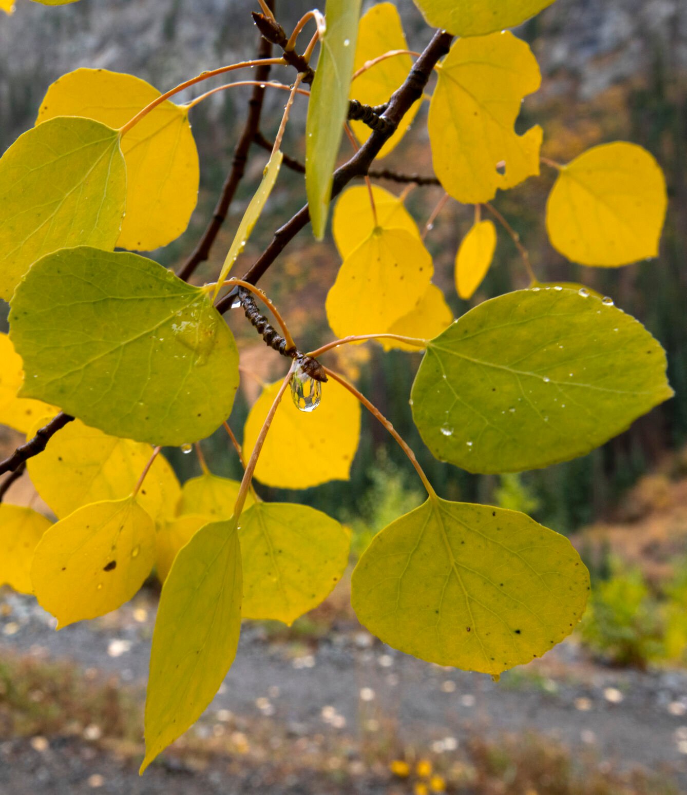 Rain drips from the turning aspen leaves on Engineer Pass outside Lake City, Colo., Tuesday, Sept. 28, 2021. (The Gazette, Christian Murdock) (Christian Murdock/The Gazette)