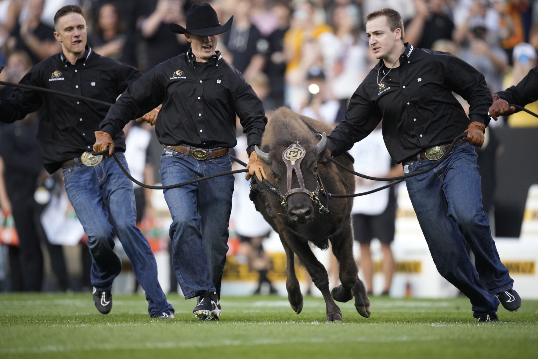 Handlers guide Colorado mascot Ralphie VI on the traditional run before an NCAA college football game against Northern Colorado, Friday, Sept. 3, 2021, in Boulder, Colo. The run was the first for Ralphie VI. (AP Photo/David Zalubowski) (David Zalubowski)