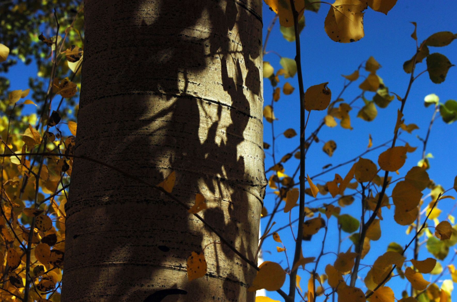 The shadows of aspen leaves are cast on the trunk of a tree near Independence Pass.