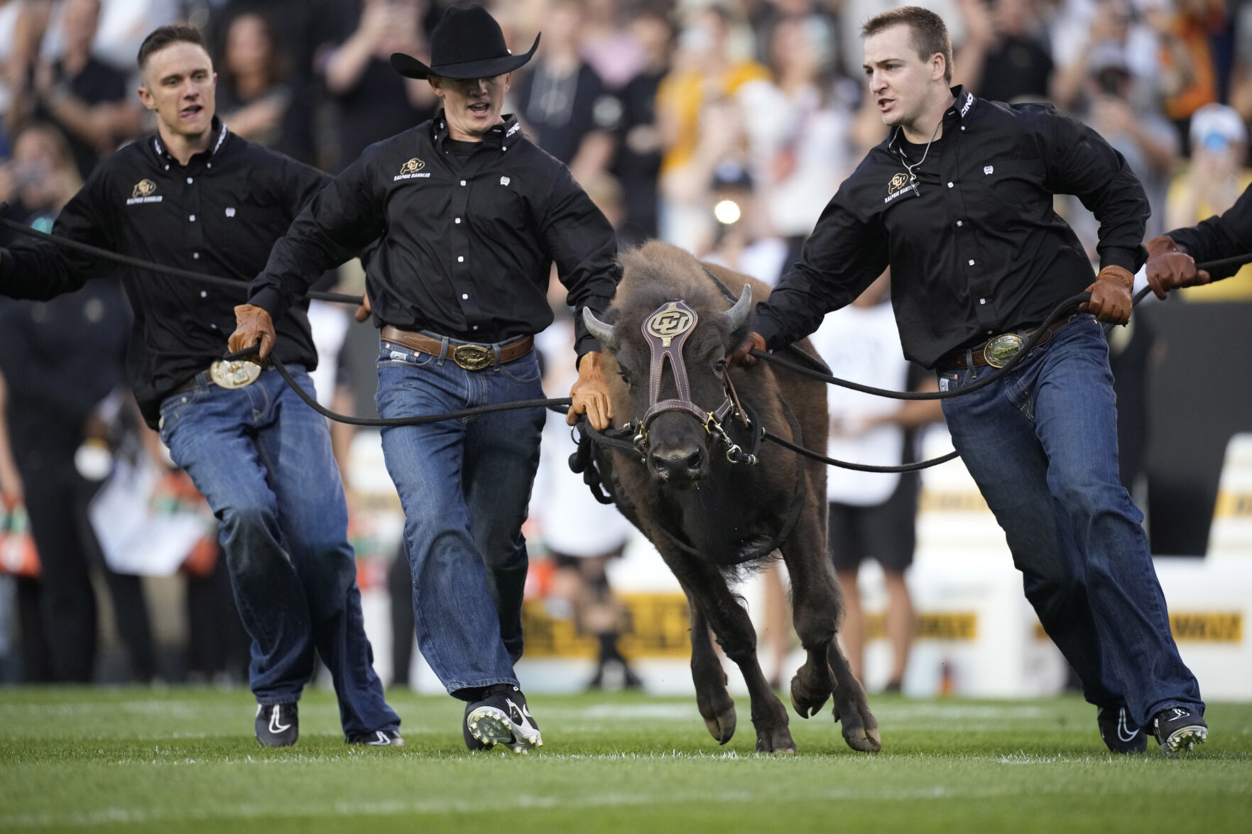 Handlers guide Colorado mascot Ralphie VI on first ceremonial run in the first half of an NCAA college football game Friday, Sept. 3, 2021, in Boulder, Colo. (AP Photo/David Zalubowski) (David Zalubowski)