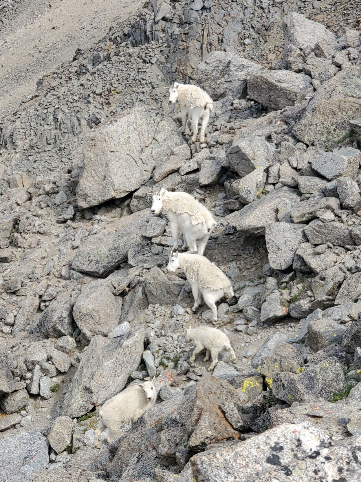 David Scott “Rocky Mountain Goat Family”