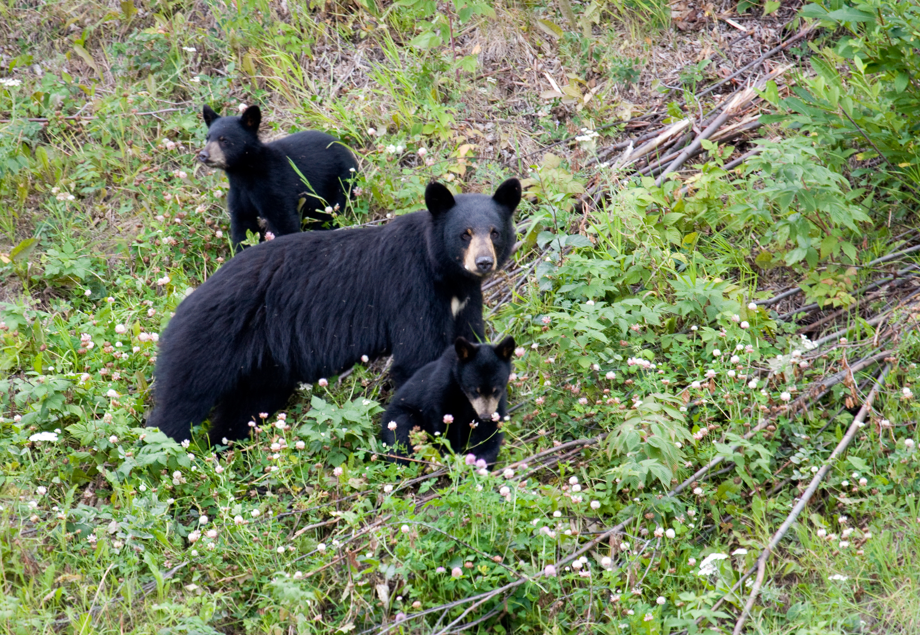 [VIDEO] Bear steals little girl’s backpack in Tennessee
