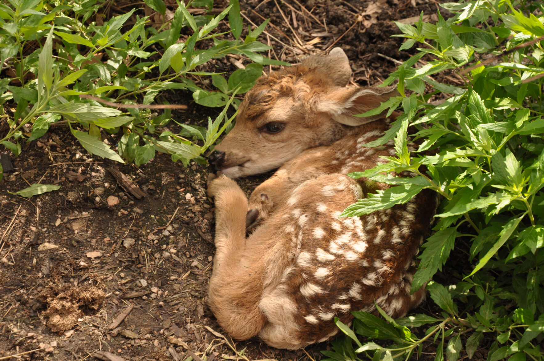 Year-Round Gardening: Dealing with deer is ongoing challenge