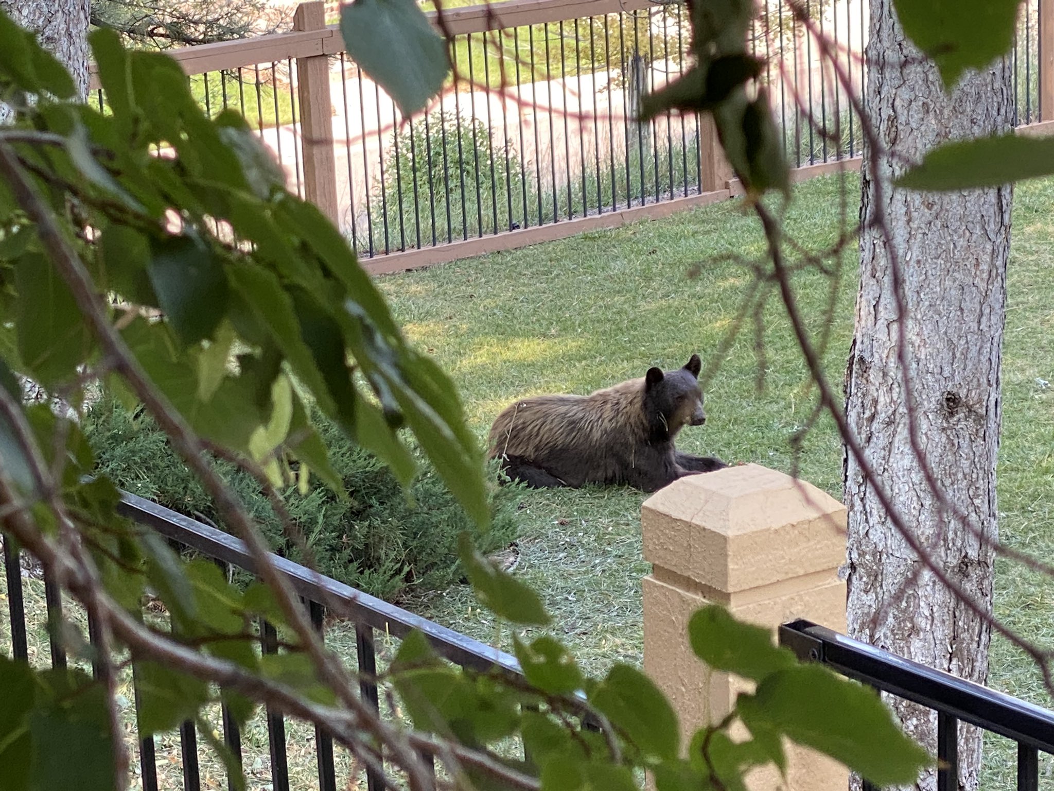 Bear found in Highlands Ranch backyard, relocated to wild