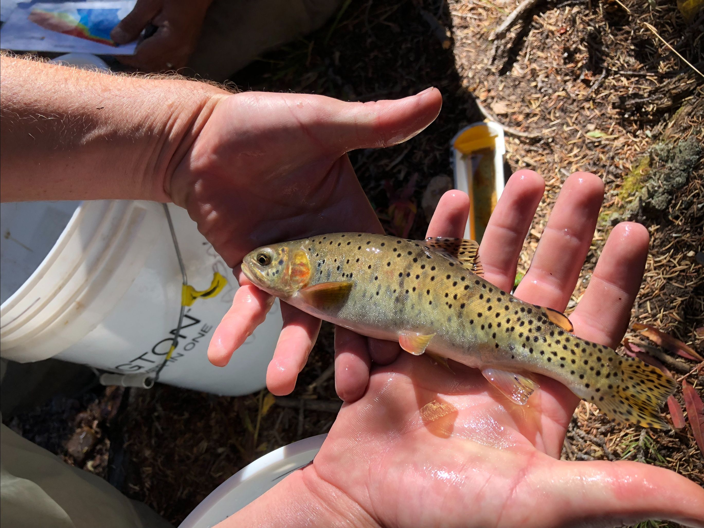 Area surrounding Williams Gulch to close next week to remove non-native fish