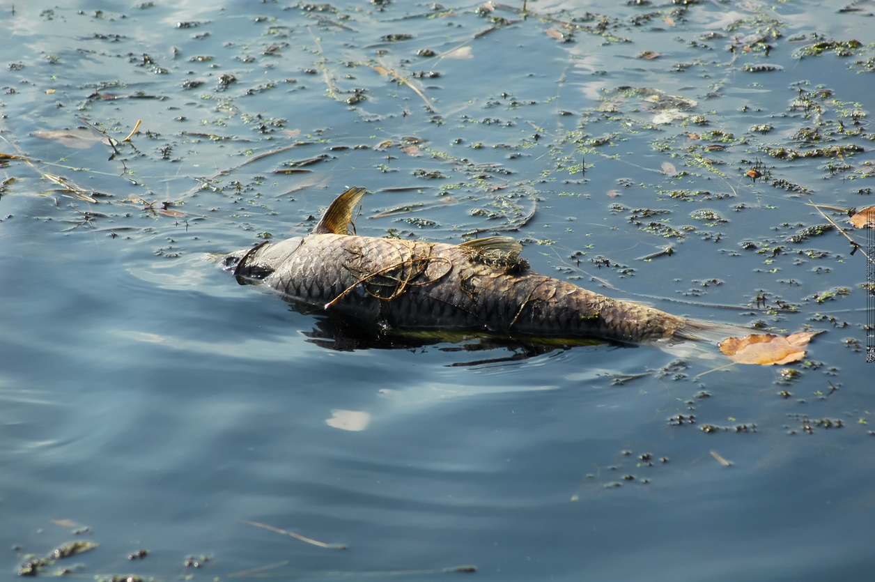 Worm-infested fish washing up on shorelines of two Colorado lakes