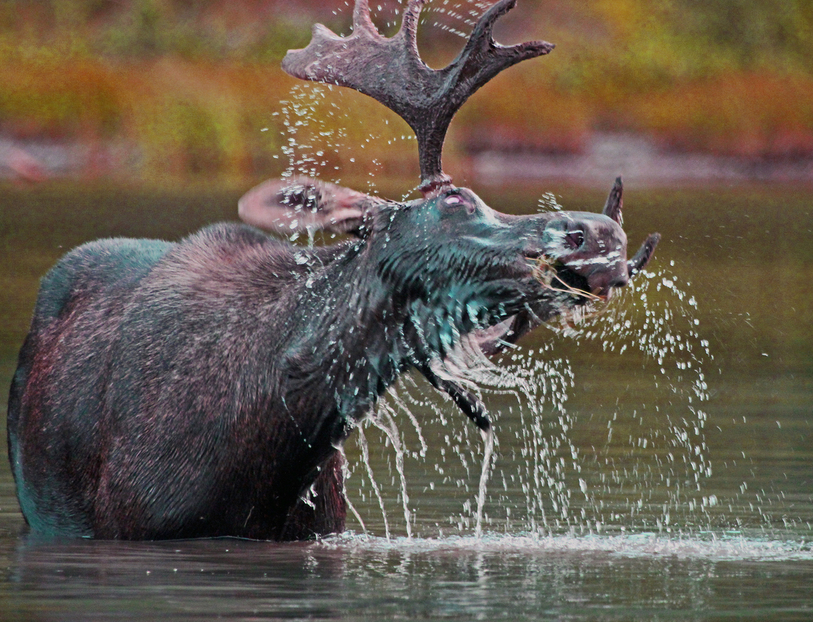 [VIDEO] Large moose stuck neck-deep in mud pit rescued by Ontario men