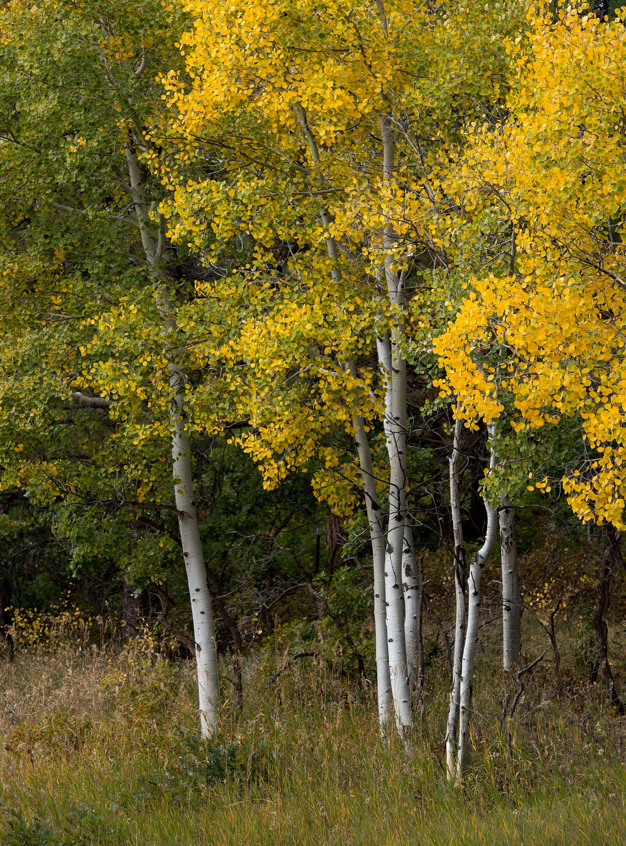The aspens begin to turn yellow along the Highway of Legends, Colorado Highway 12 between La Veta and Trinidad, Tuesday, Sept. 22, 2015.