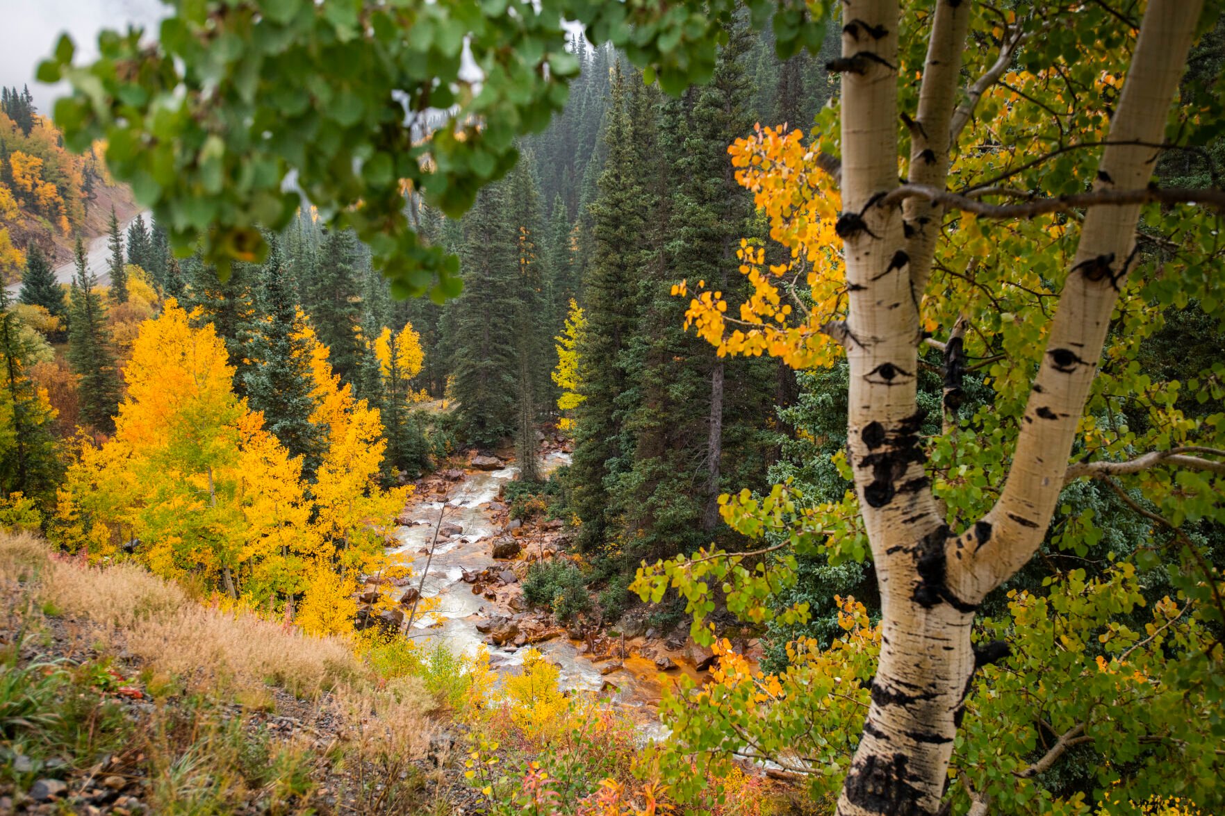 Aspens begin to turn golden along Cement Creek outside Silverton, Colo., Wednesday, Sept. 29, 2021. (The Gazette, Christian Murdock) (Christian Murdock/The Gazette)
