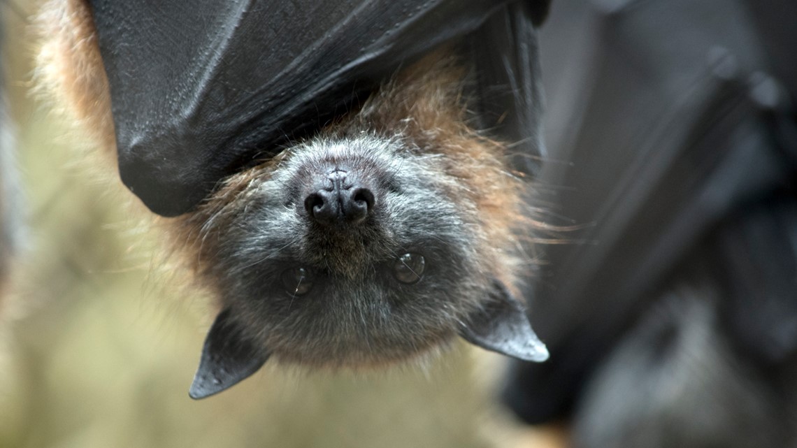 Multiple rabid bats found in Boulder County, prompting warning