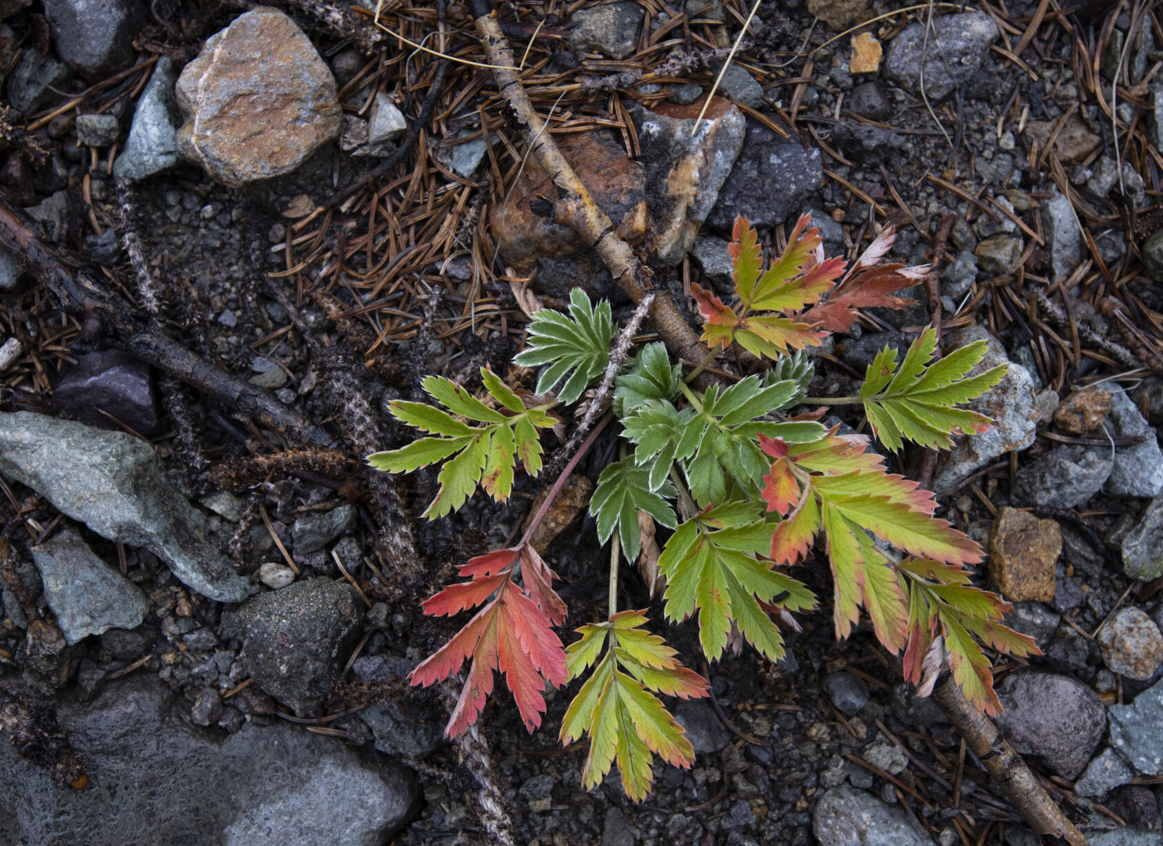 An alpine plant begins to turn along Engineer Pass outside Lake City, Colo., Tuesday, Sept. 28, 2021. (The Gazette, Christian Murdock) (Christian Murdock/The Gazette)