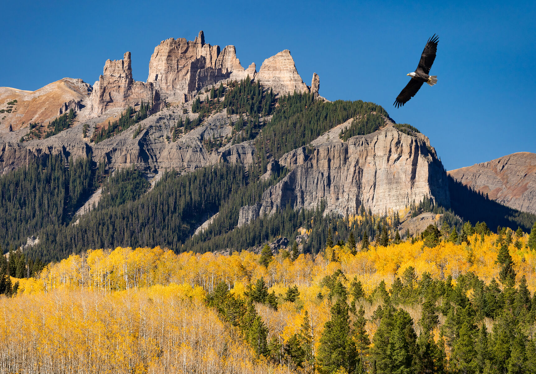 Robert Parham “Eagle and Castles”