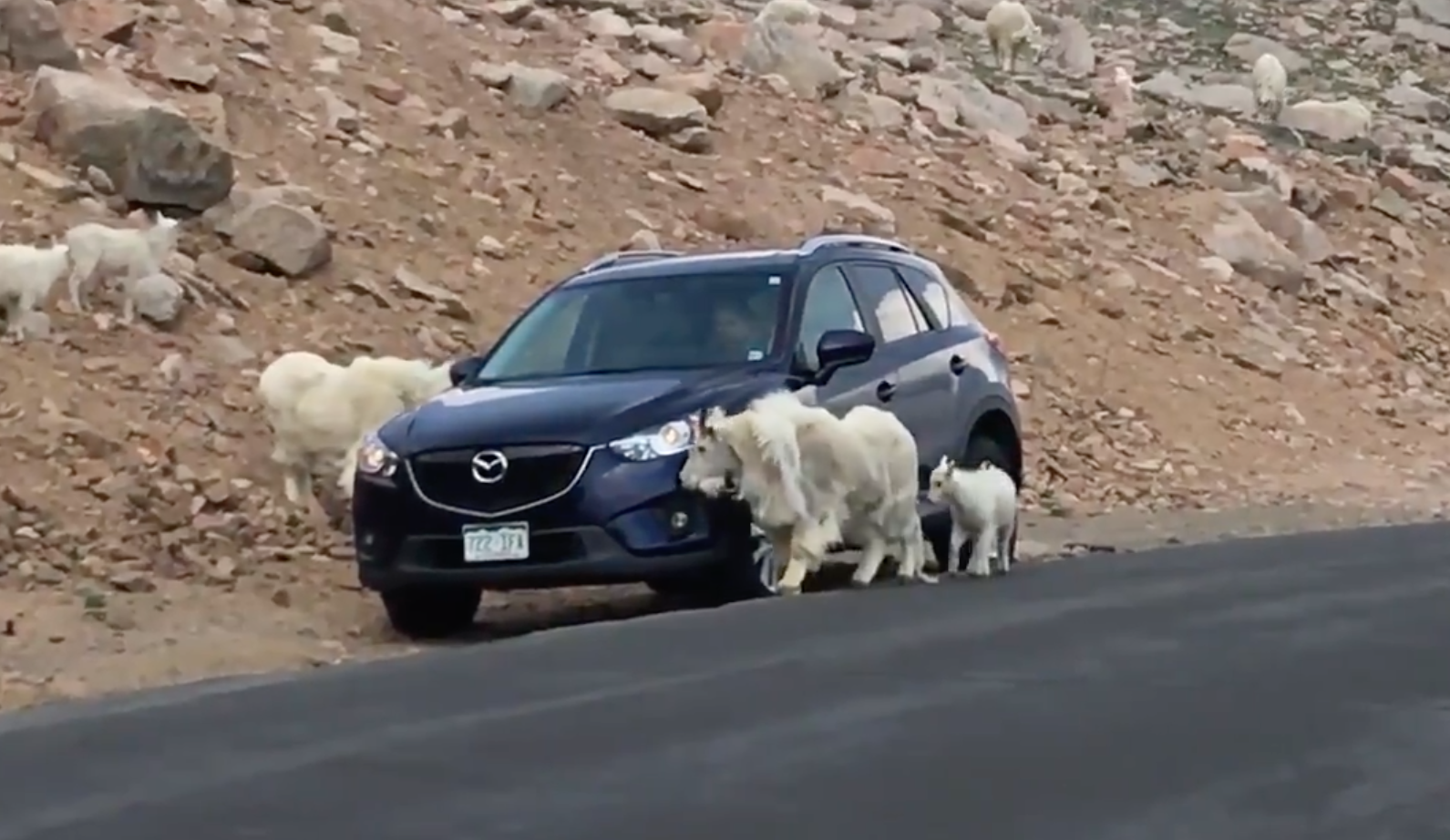 Goats swarm a vehicle on Mount Evans. Photo Credit: Colorado Parks and Wildlife via Twitter (screenshot, video in article).